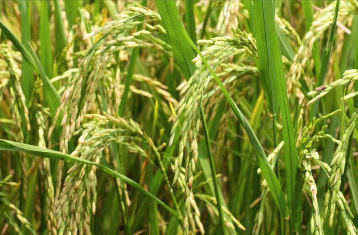 Rice Cultivation Farming : Basic Rice Production Techniques