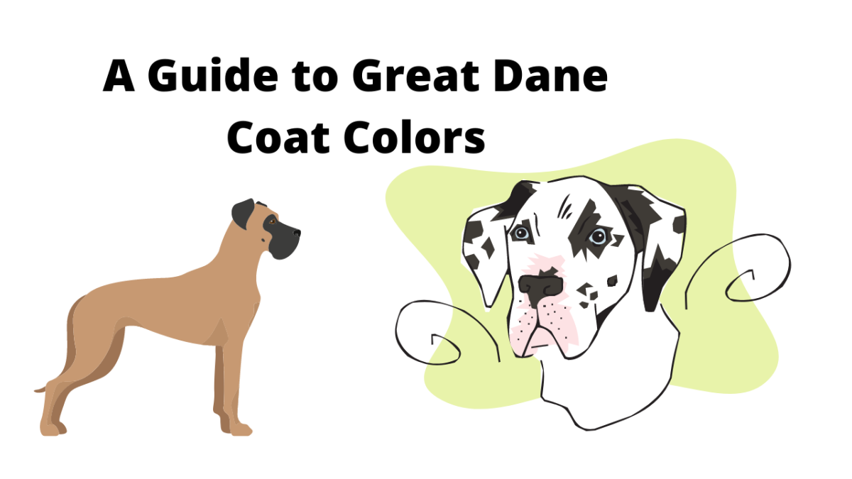 A Guide to Great Dane Coat Colors