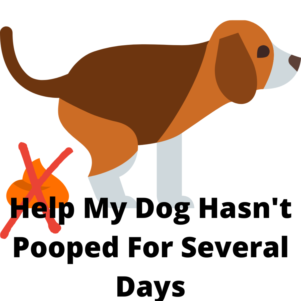 Help, My Dog Hasn't Pooped For Several Days!
