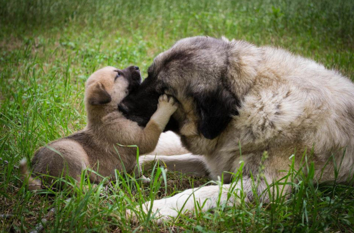 How Do Mother Dogs Discipline Their Puppies?