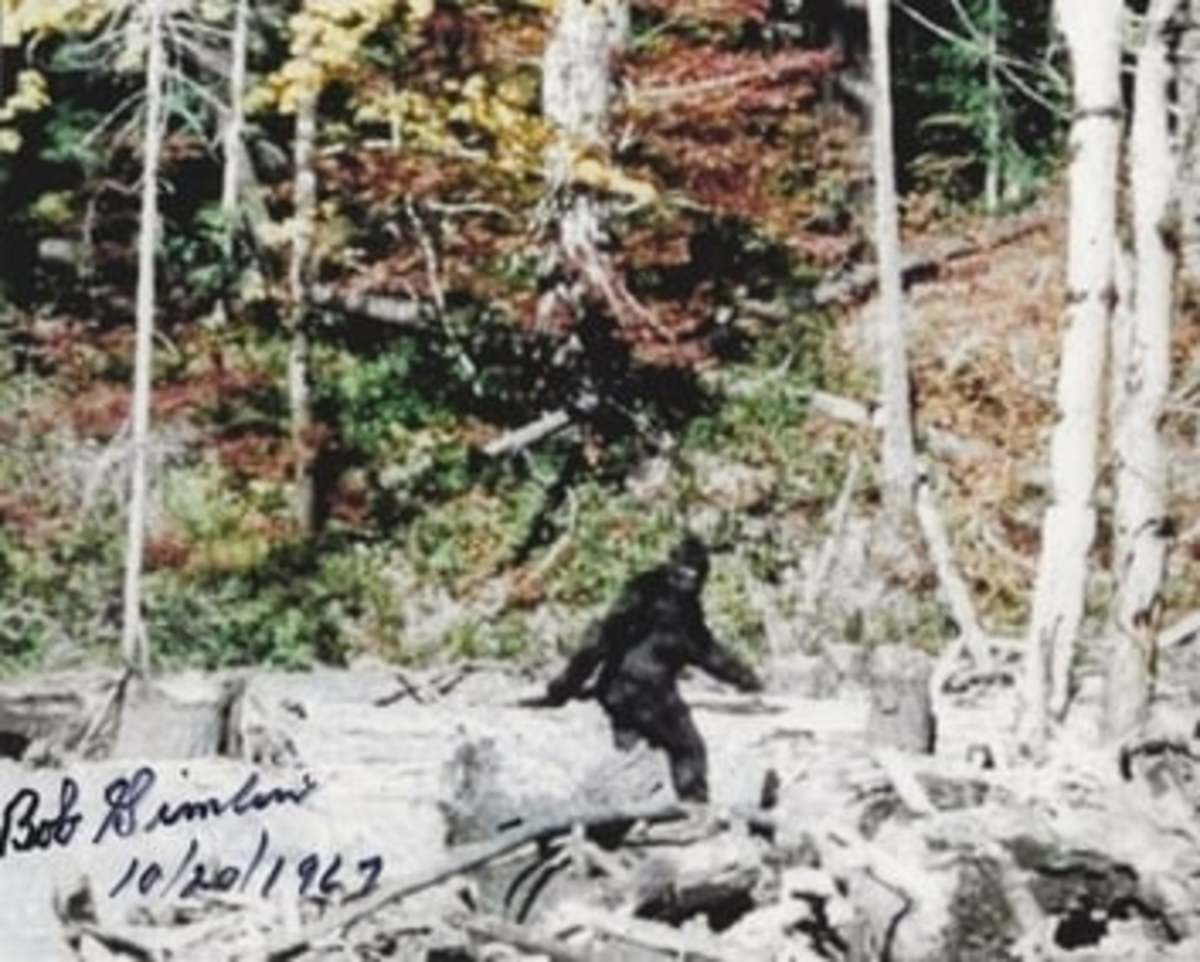 Is There Scientific Proof of the Existence of Bigfoot Sasquatch?