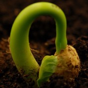 green pea profile image