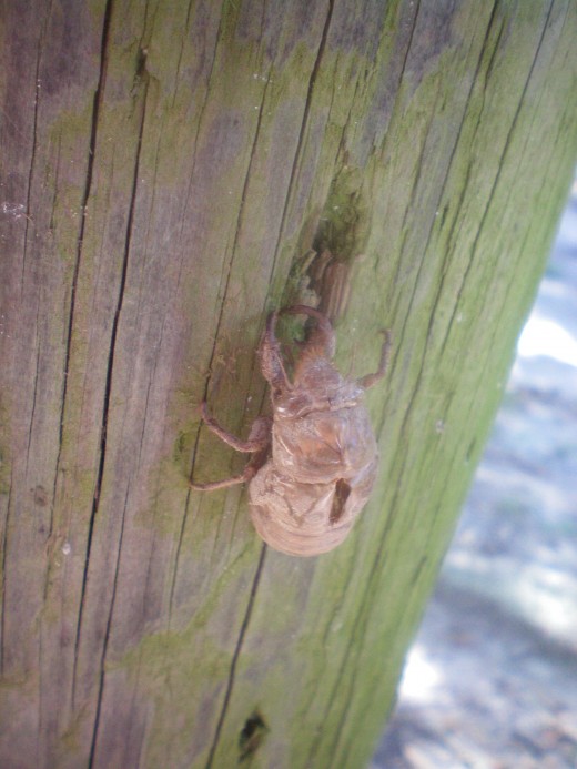 Abandoned Cicada shell.