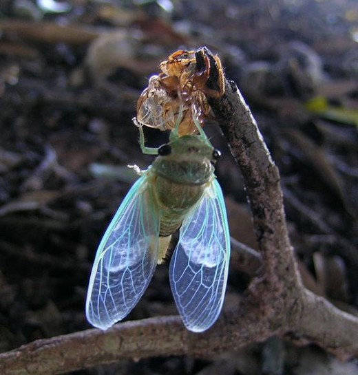 Cicada in the process of molting.