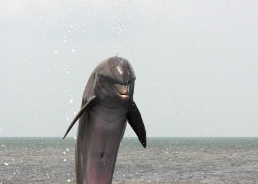 Dolphin showing off a little tail walking with the Gulf of Mexico behind