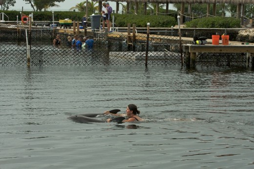Swim with dolphins! ...notice in far background pin, staff does a dolphin wellness check