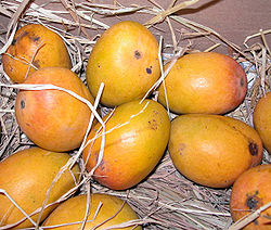 Ripe Yellow Mangos