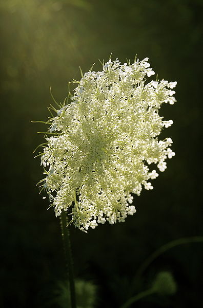 This photograph is of Wild Carrot / Bishop's Lace / Queen Anne's Lace, in flower. Image in the public domain.