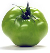 Green "unripe" tomato