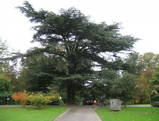 An Atlas Cedar tree. This image is in the public domain.