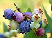 Ripe, ripening, and "green" blueberries. The dark blue berries are ripe, the lavender are approaching ripeness and the pale green are immature