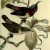 Sun-birds Sun-birds