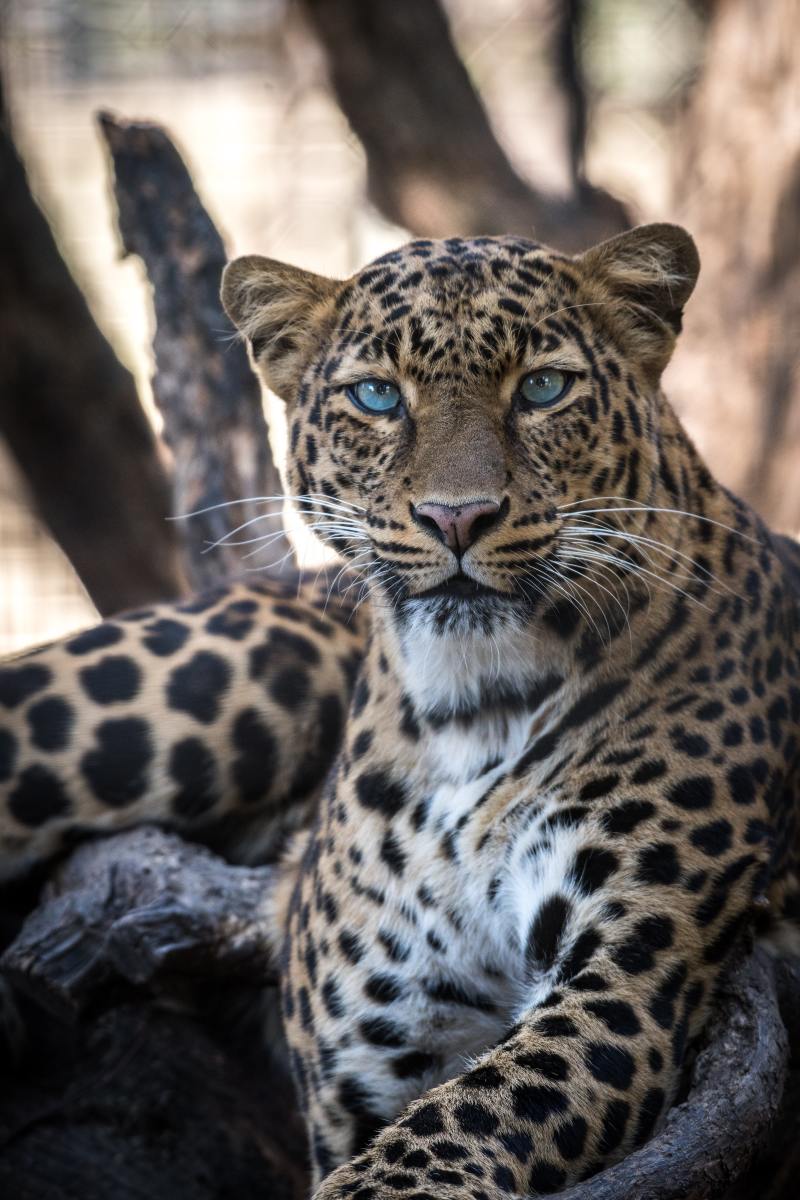 150+ Fantastic Leopard Names & Ideas