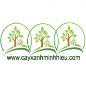 cayxanhminhhieu profile image