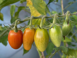 How to Grow Tomatoes on a Balcony