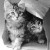 Today is the day ~ I will stop and help the dog lost. ~ I will make sure the wandering skittish cat~ Is not ~ Homeless and starving. Today is the day ~ I will stop and help the dog lost. ~ I will make sure the wandering skittish cat~ Is not ~ Homeless and starving.