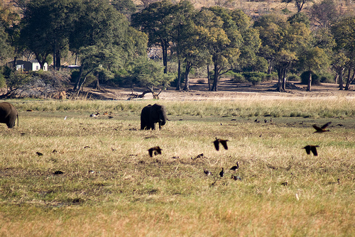 Chobe National Park