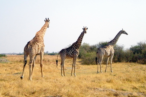 The Moremi Game Reserve 