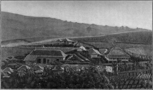1907 photograph of a citronella oil plantation in Java.