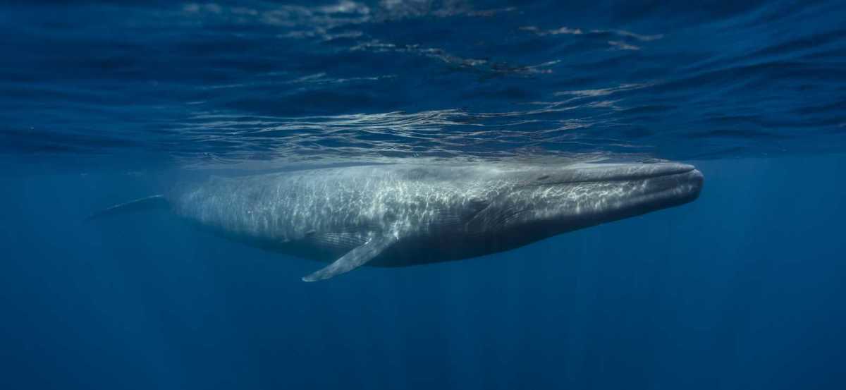 Blue Whale Facts: The Largest Known Animal Ever to Exist