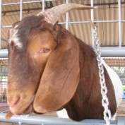 SengottuVelavan profile image