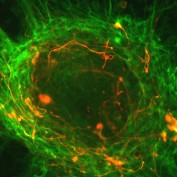 plantstemcells profile image