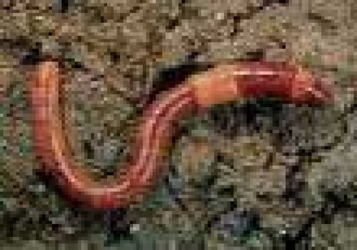 download red wiggler cocoons download red wiggler cocoons