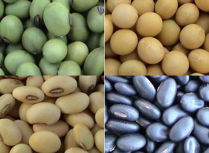 The marvels of soya beans... not only great in warding off certain cancer but also good for the brain too...
