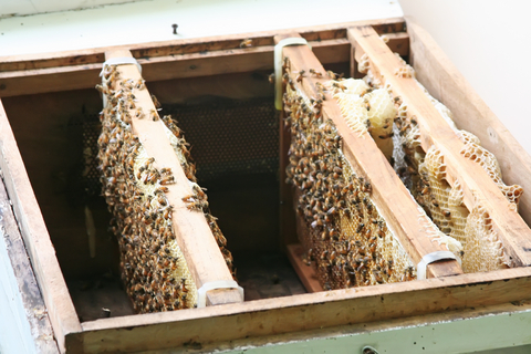 Bees working in the hive.  Photo by Kgtoh at Dreamstime.com