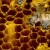 Bees filling combs with honey and emerging from honeycombs.  Photo by Jeridu at Dreamstime.com