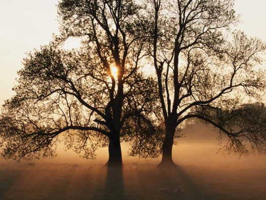 The rising sun