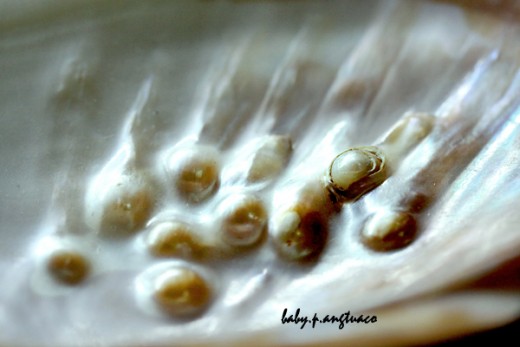 Several cultured pearls embedded in a shell