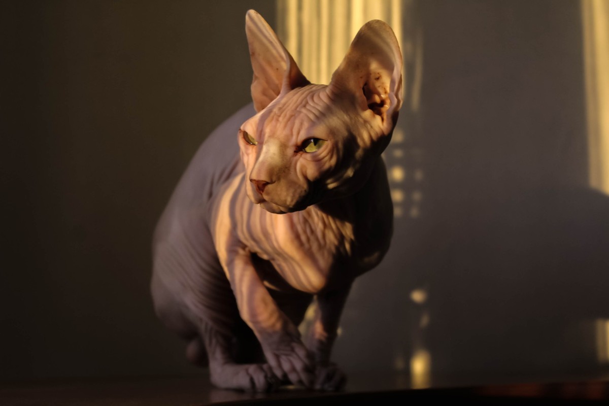 Features of the breed of the Pharaonic cat sphynx