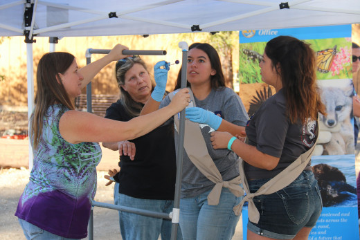 Biologists with the U.S. Fish and Wildlife Service teamed up with Girl Scouts of California’s Central Coast on November 22, 2015 at Camp Arnaz near Ojai to build floating nest platforms that will be used by federally endangered light-footed clapper.