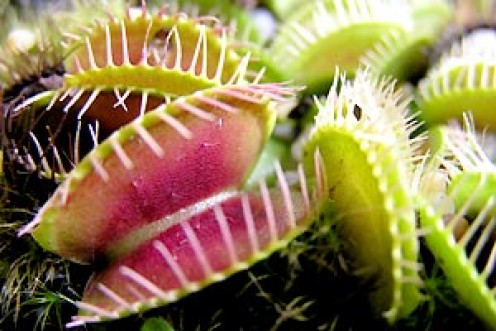 How to Care for Venus Fly Traps How to Care for Venus Fly Traps