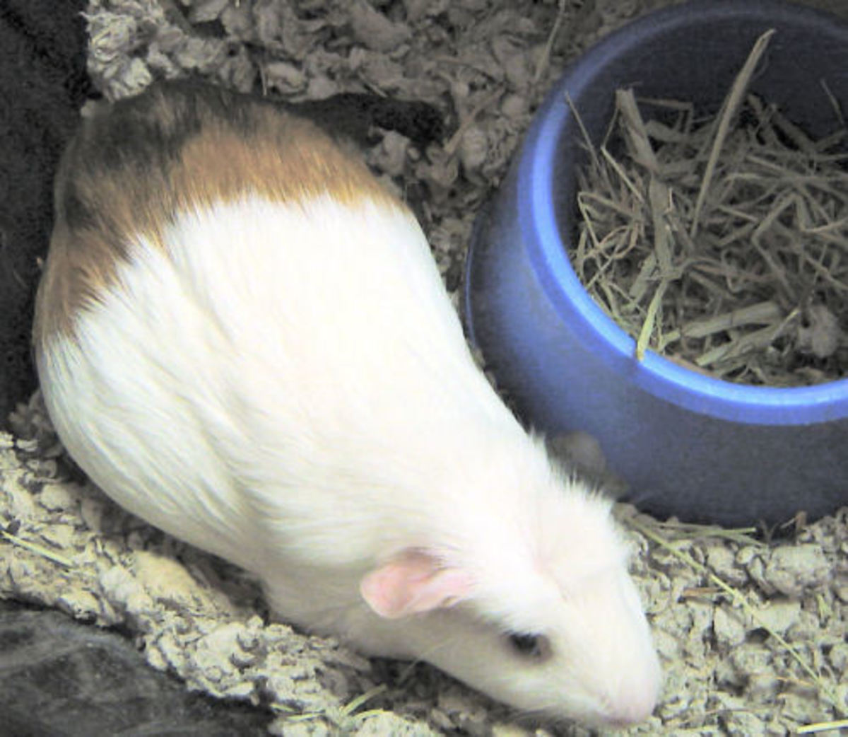 Everything You Need To Know About Your Pregnant Guinea Pig