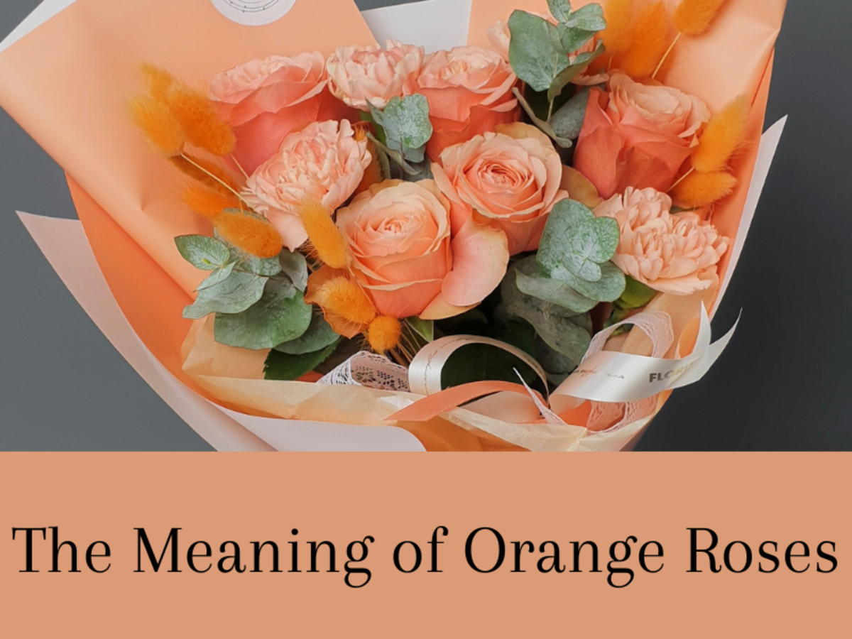 Orange Rose Meaning: In Friendship, Love and Dreams