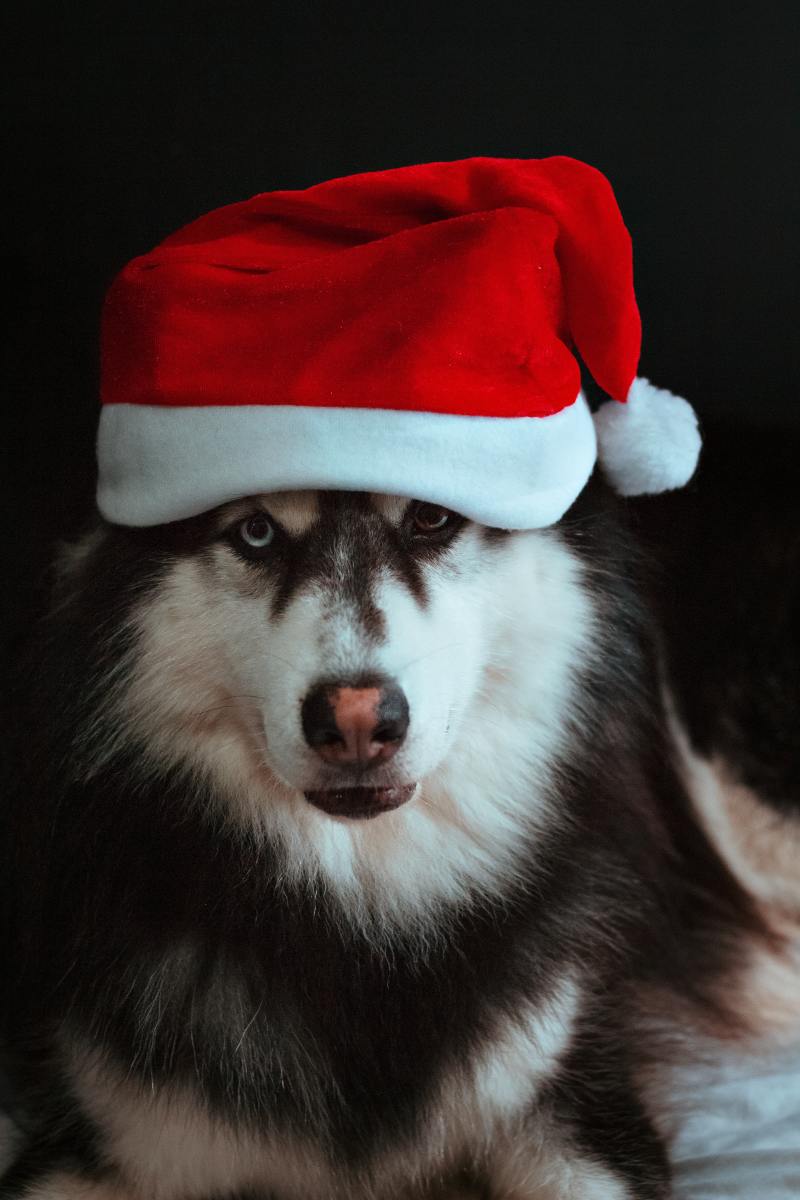 Celebrating Christmas with Your Dog Buddy - Having The Best Yuletide with Your Canine