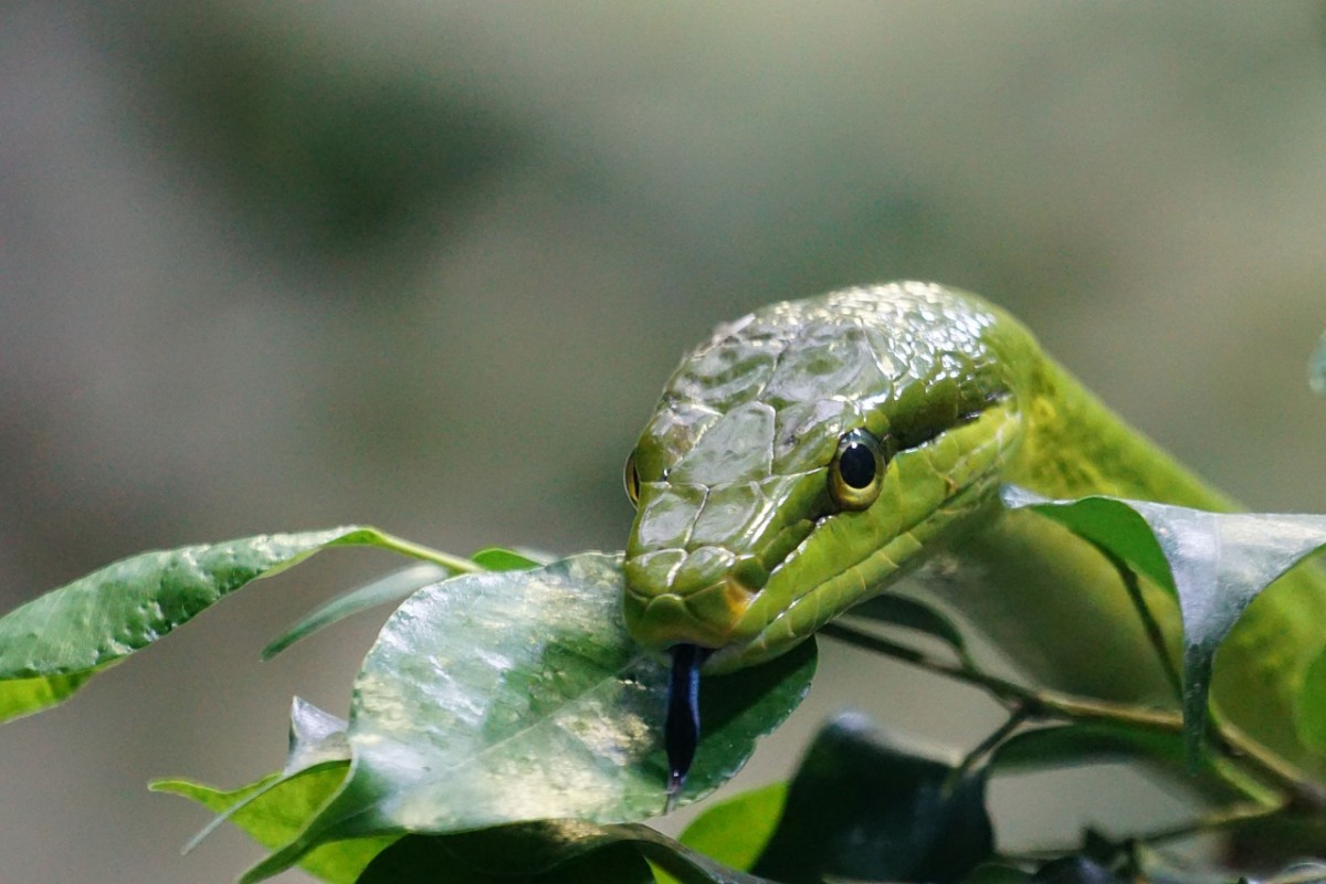10 Snakes That Had A Really Bad Day