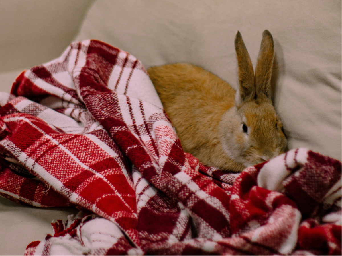 Effective Ways to Care For a Rabbit With Arthritis at Home