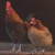 Rooster and hen; chicken. Rooster and hen; chicken.