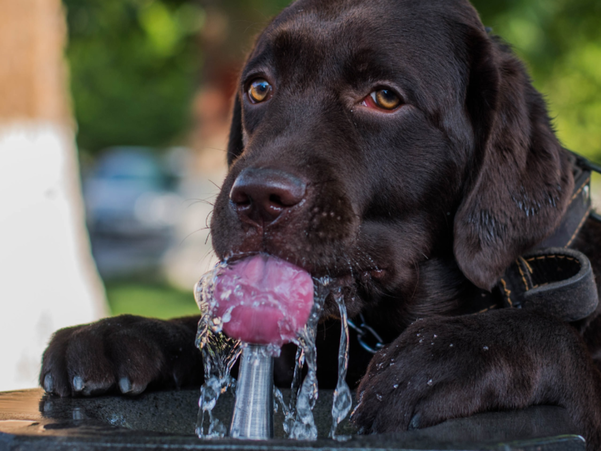 How Long Can a Dog Go Without Water and Survive?
