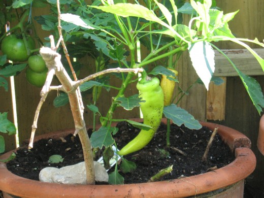 my garden, pepper plants ce