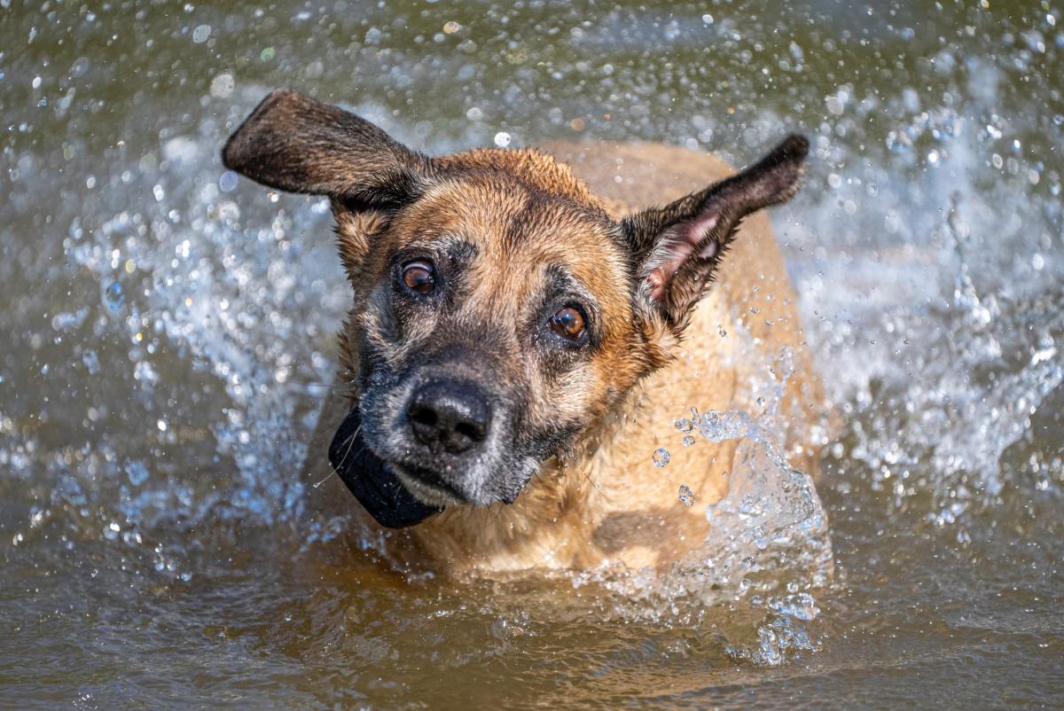 5 Simple Steps to Remove Water From a Dog’s Ear