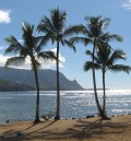 Hawaii: Life in a Tropical Paradise