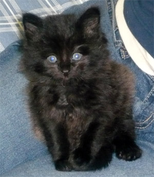 Our New Kitten