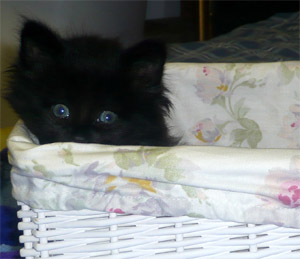 Kitten in a Basket