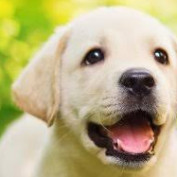 Puppieswapies profile image