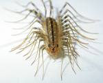 The 1" long House Centipede.  Harmless, but can nip.  A beneficial predator of insect pests.
