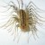 The 1" long House Centipede.  Harmless, but can nip.  A beneficial predator of insect pests.